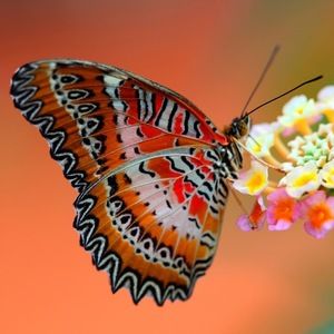 Meet your Posher, Soe